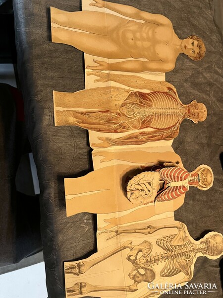 Anatomical image