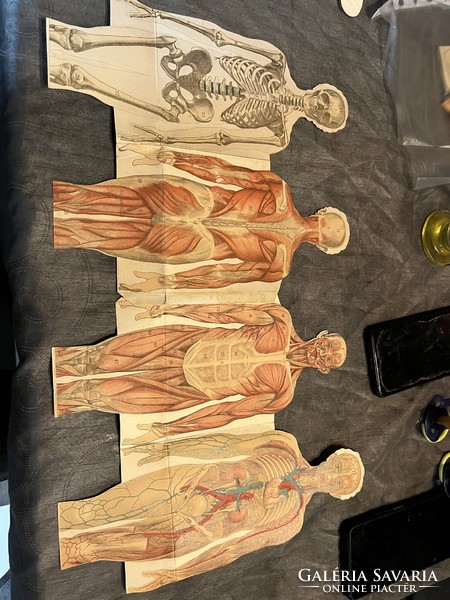 Anatómiai kép