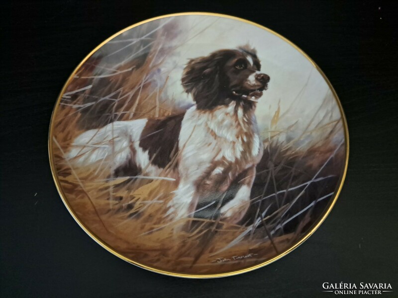 Springer Spaniel decorative plate