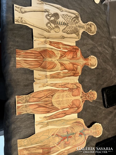 Anatómiai kép
