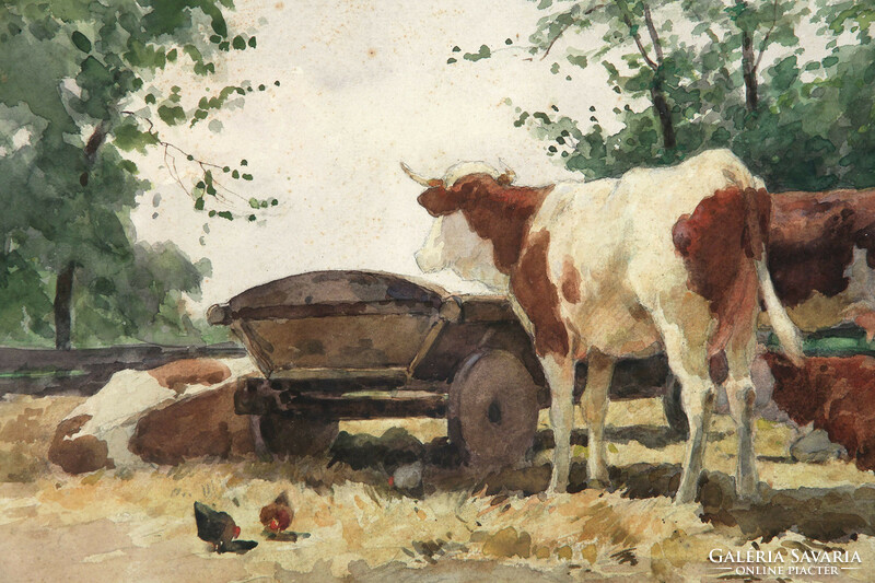 Cows grazing in the yard of Illés Edvi (1870-1958). yard resting poultry yard