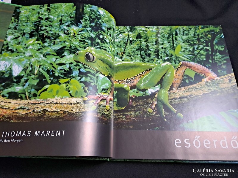 Thomas Marent: Esőerdő /Fényképes utazás nagy méretű könyv