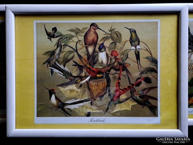 3 db madaras (galambok, kolibrik, énekesmadarak) kép üvegezett keretben 32x23 cm