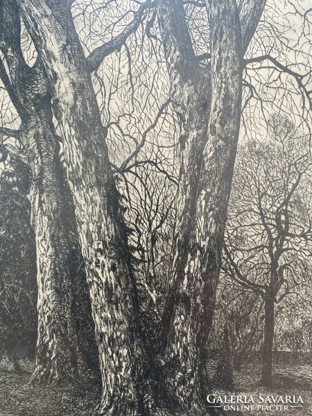 Year of Scultéty: plane trees - etching