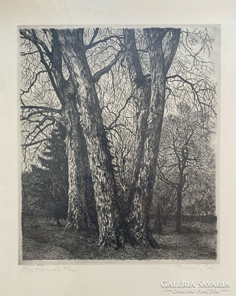 Year of Scultéty: plane trees - etching