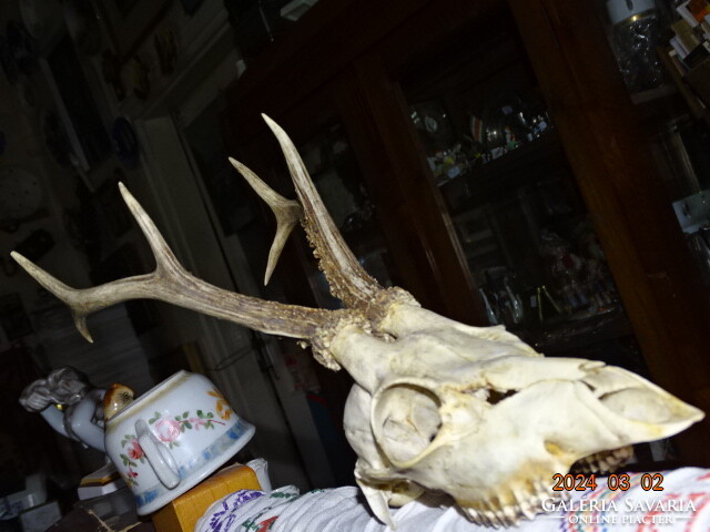 Deer skull antler hunting trophy