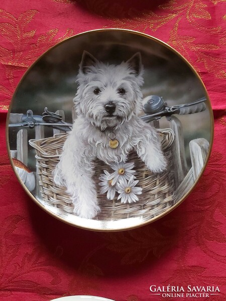 English wall porcelain decorative plate with a cute westie dog in a bicycle basket - display case