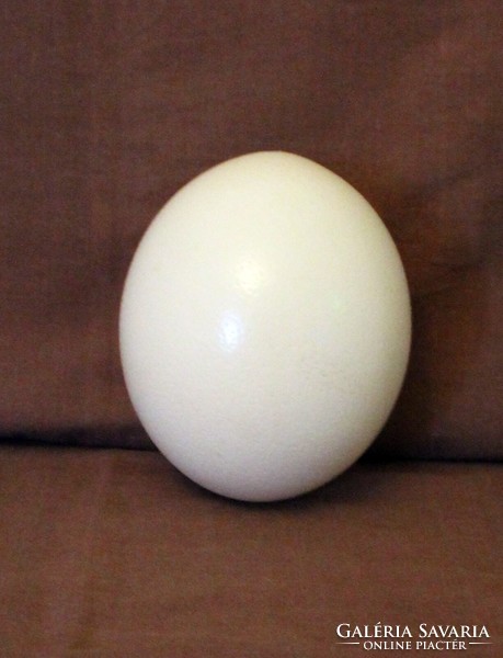 Drilled ostrich egg