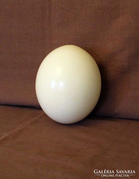 Drilled ostrich egg