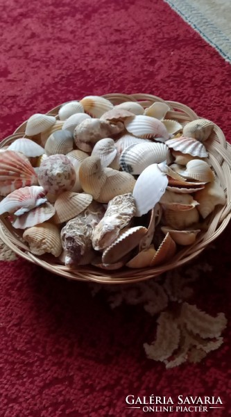 Sea shells and snails from Tunisia + free shells