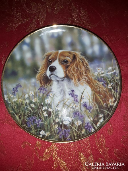 English porcelain decorative plate with a cute cavalier spaniel dog - in display case