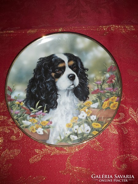 English porcelain decorative plate with a cute cavalier spaniel dog - in display case