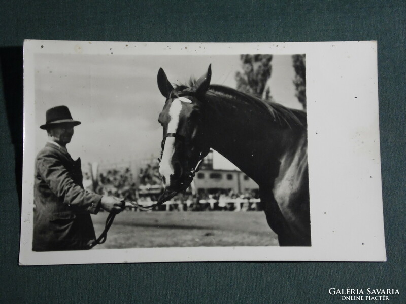 Postcard, Budapest agricultural exhibition, horse, 1950-60