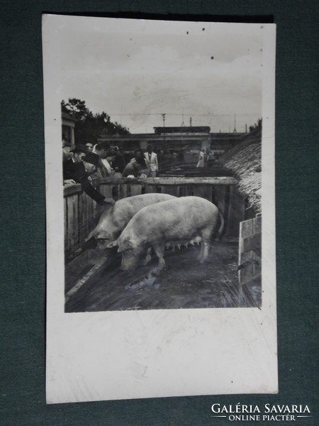 Képeslap, Budapest Mezőgazdasági kiállítás, sertés, disznó, 1955