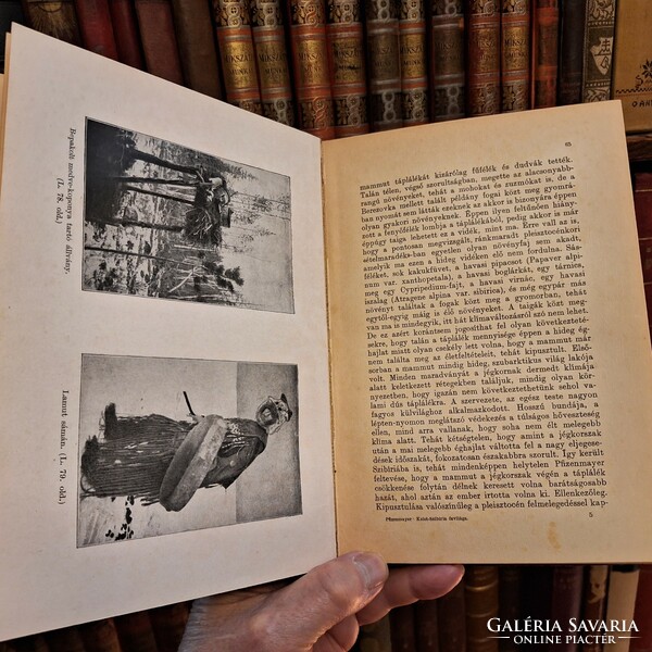 1930 Lampel first edition pfizenmayer: the library of the Hungarian geographical society of the natives of Eastern Siberia