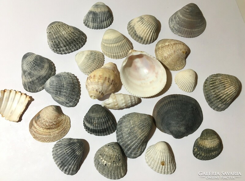 23 db -os shell kagyló tengeri csiga gyűjtemény szép mintázatú