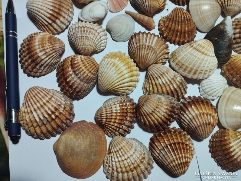 Amazing sea shells!