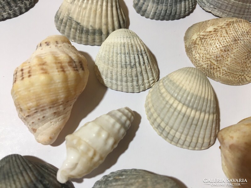 A collection of 23 shell sea snails with a beautiful pattern