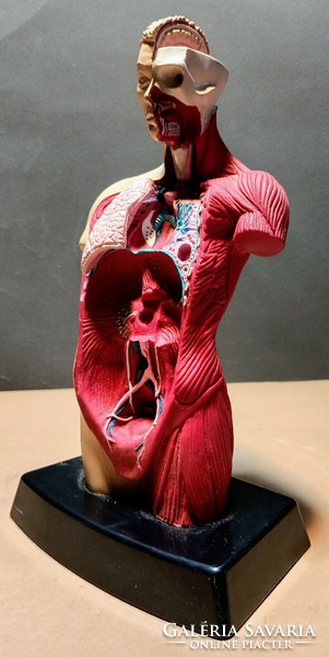 Vintage anatómiai szemléltető eszköz. 1996 : Bluebird Toys. Damien Hirst . Alkudható!