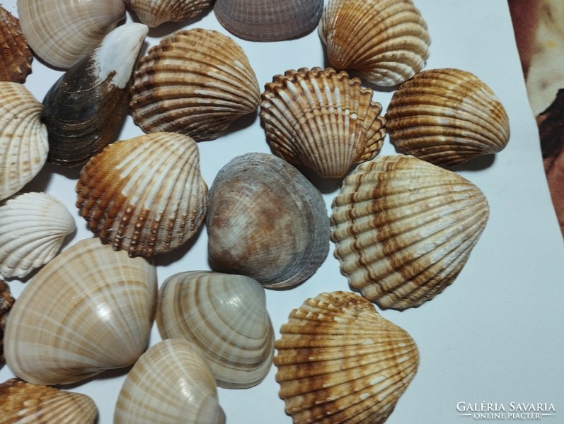 Amazing sea shells!