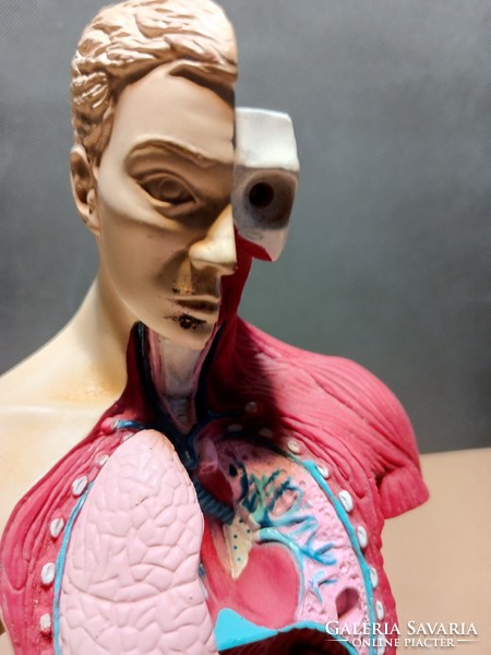 Vintage anatómiai szemléltető eszköz. 1996 : Bluebird Toys. Damien Hirst . Alkudható!