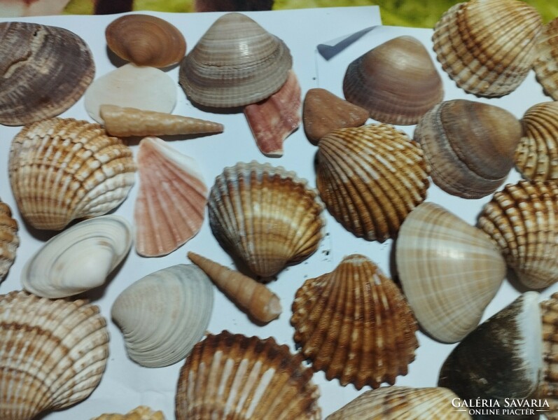 Amazing sea shells!