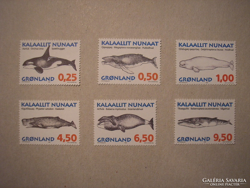 Greenland fauna, mammals, whales 1996