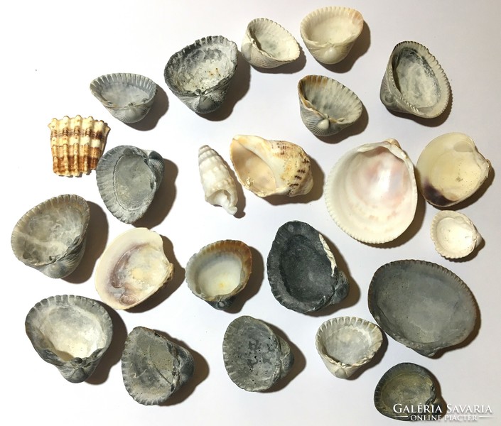 A collection of 23 shell sea snails with a beautiful pattern
