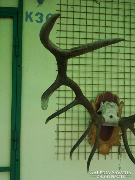 Deer antlers .