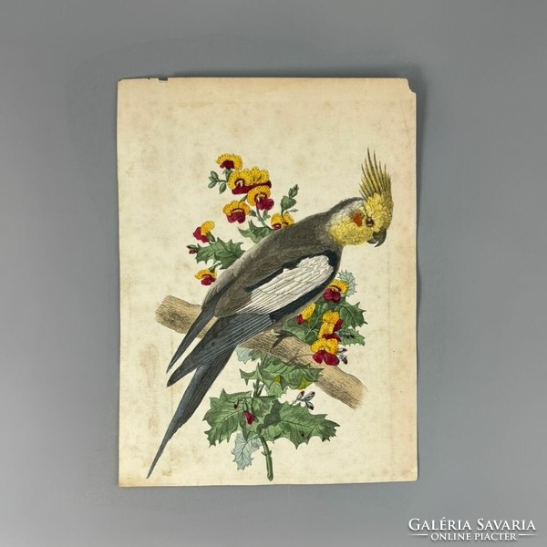 Unknown 19th century engraver - parrot on branch - hand colored engraving