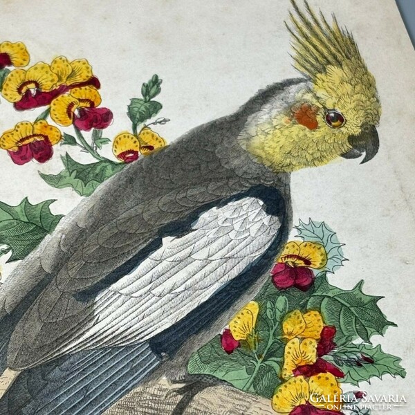 Unknown 19th century engraver - parrot on branch - hand colored engraving