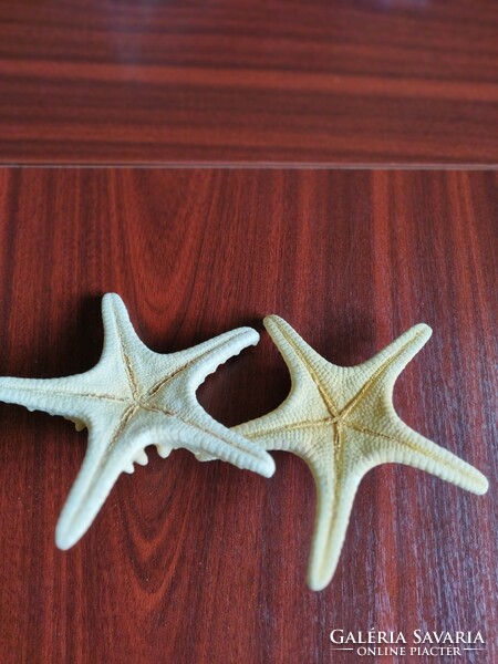 2 large starfish