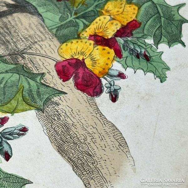 Unknown 19th century engraver - parrot on branch - hand colored engraving