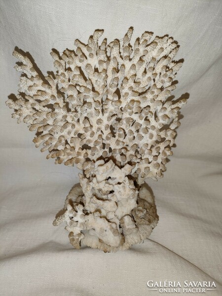 Régi fehér tengeri fosszília, korall  22*18 cmes