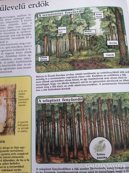 Az erdő könyve  Usborn termeszetbúvár könyvek