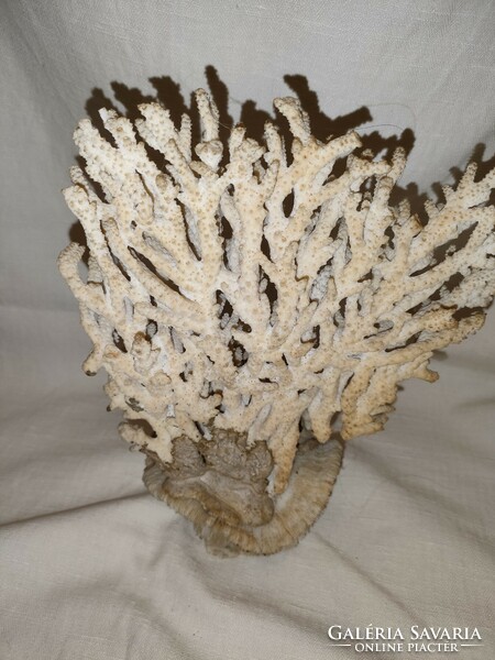 Old white sea fossil, coral 22*18 cm
