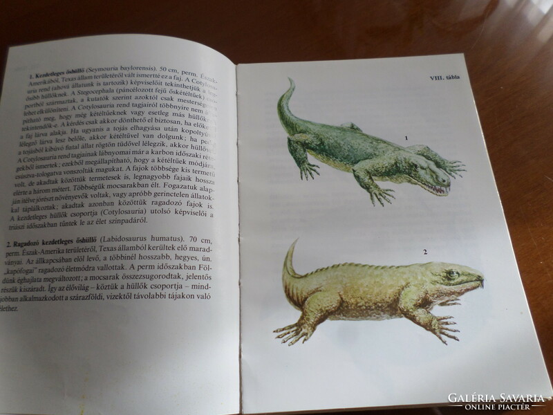Diver pocket book, diver pocket books: primitive animals, 1984