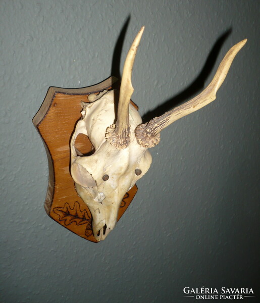 Roebuck trophy, roe deer antler trophy on a wooden base