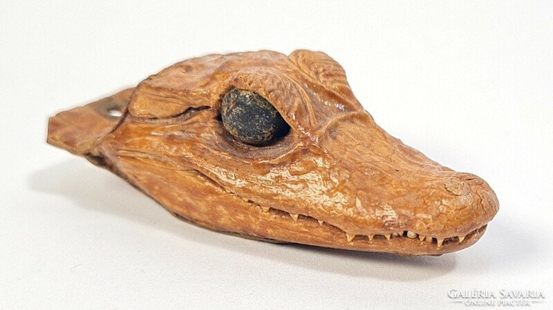 Prepared alligator head /taxidermy/ - pendant/talisman/key holder