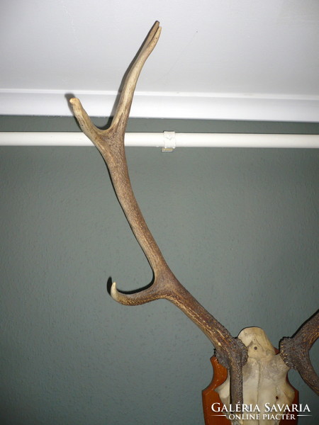 Deer trophy on a wooden base, with antler length of 68 cm