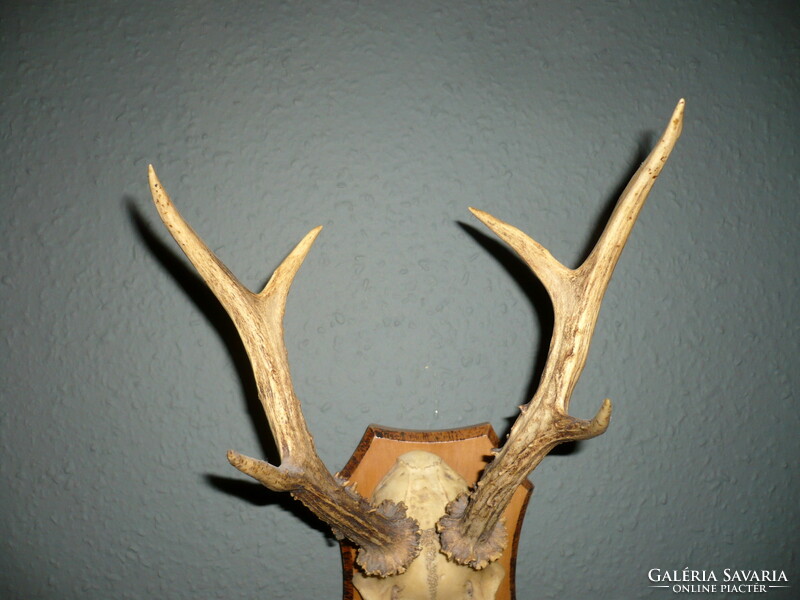 Roebuck trophy, roe deer antler trophy on a wooden base