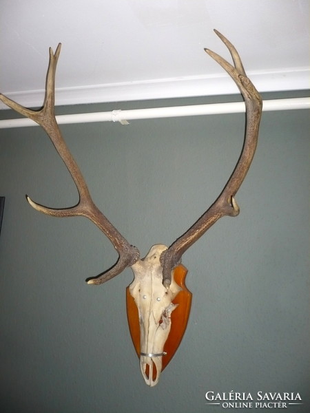 Deer trophy on a wooden base, with antler length of 68 cm