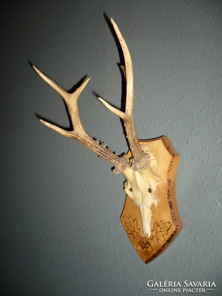 Roebuck trophy, roe deer antler trophy on a wooden base