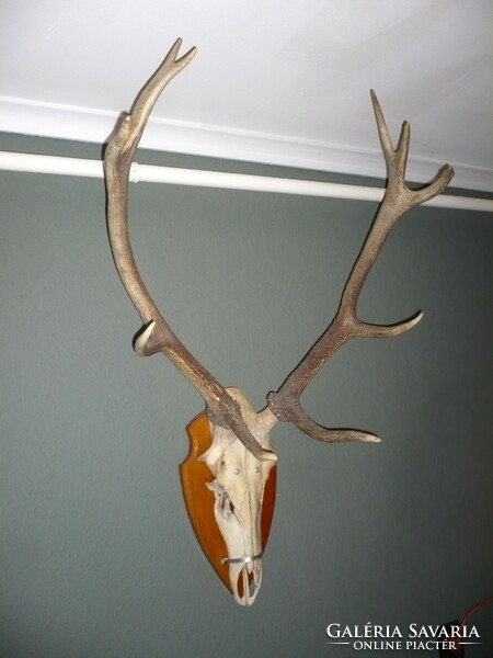 Deer trophy on a wooden base, with antler length of 68 cm