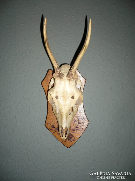 Roebuck trophy, roe deer antler trophy on a wooden base