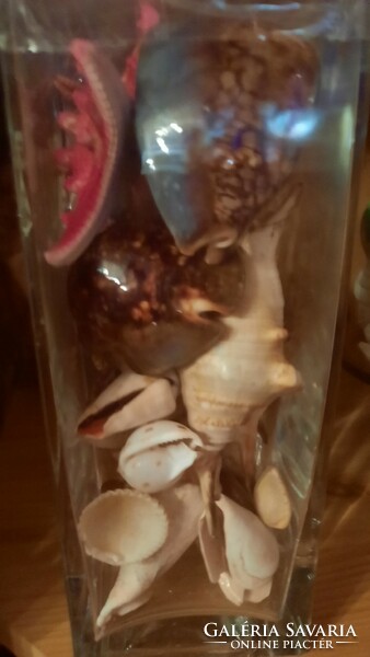 Eladó hagyatékból gyűjtőknek nagyon szép tengeri kagyló-csiga gyűjtemény, több száz db