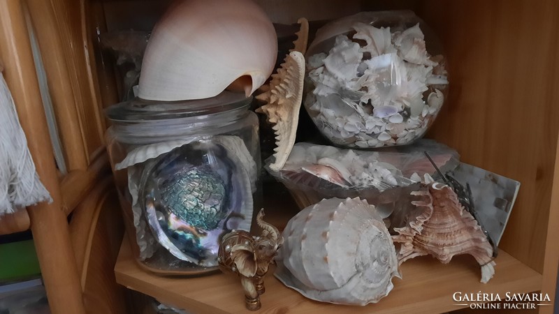 A very nice collection of seashells and snails, hundreds of pieces, for sale from a legacy to collectors