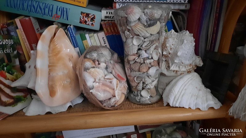 A very nice collection of seashells and snails, hundreds of pieces, for sale from a legacy to collectors