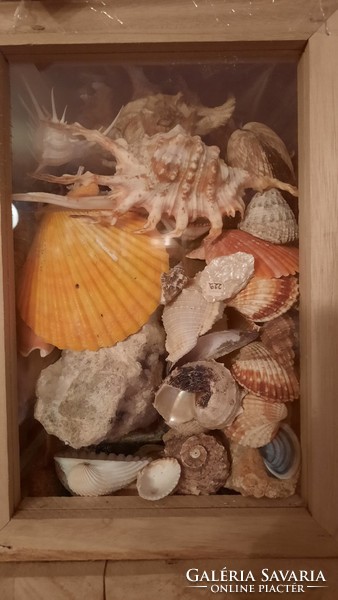 Eladó hagyatékból gyűjtőknek nagyon szép tengeri kagyló-csiga gyűjtemény