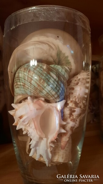 A very nice sea shell-snail-coral-mineral collection for collectors from a legacy